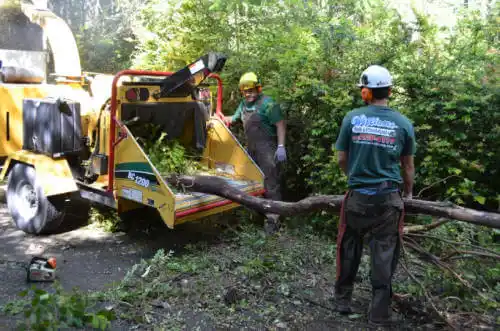 tree services Hope